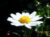 Come cancellare data dalle foto