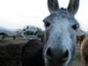 Come testare le porte di eMule