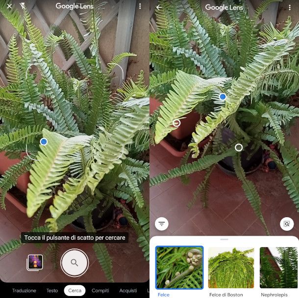 google lens per riconoscere piante