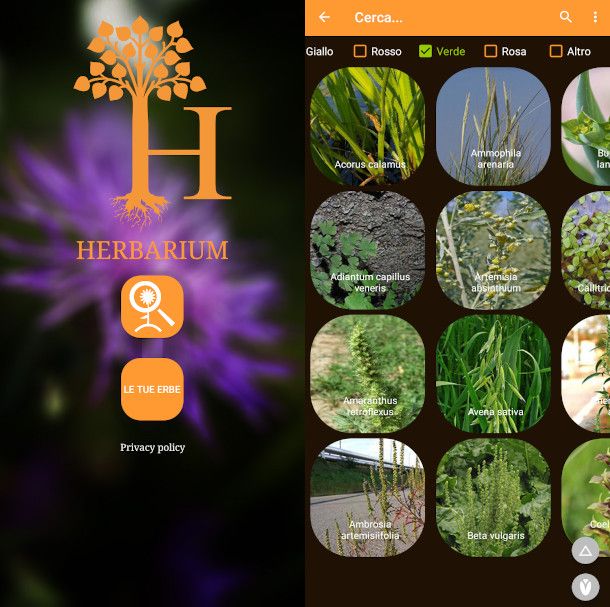 herbarium app erbario offline