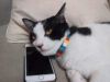 App per parlare con i gatti