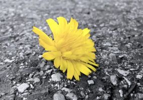 Come creare foto in bianco e nero con un particolare colorato