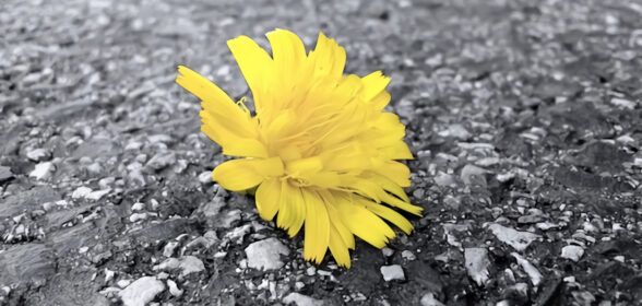 Come creare foto in bianco e nero con un particolare colorato