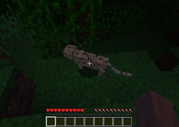 Gattopardo