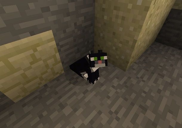 Gatto