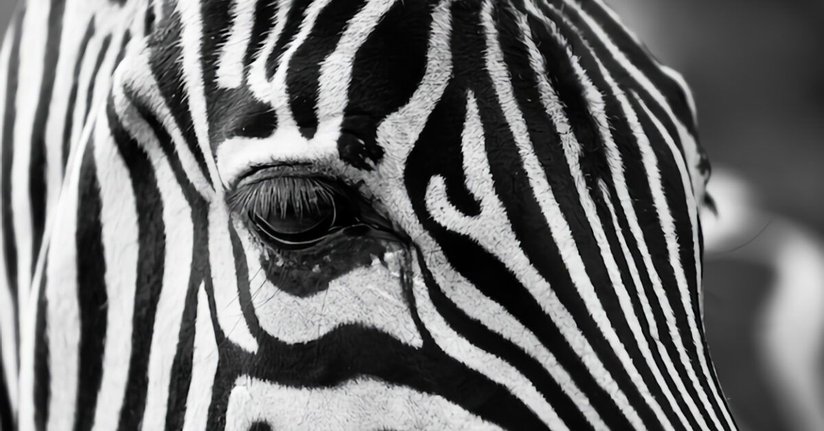 trasformare foto a colori in bianco e nero | Salvatore Aranzulla