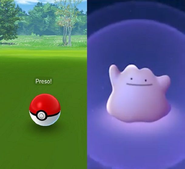 Come trovare Ditto in Pokemon GO