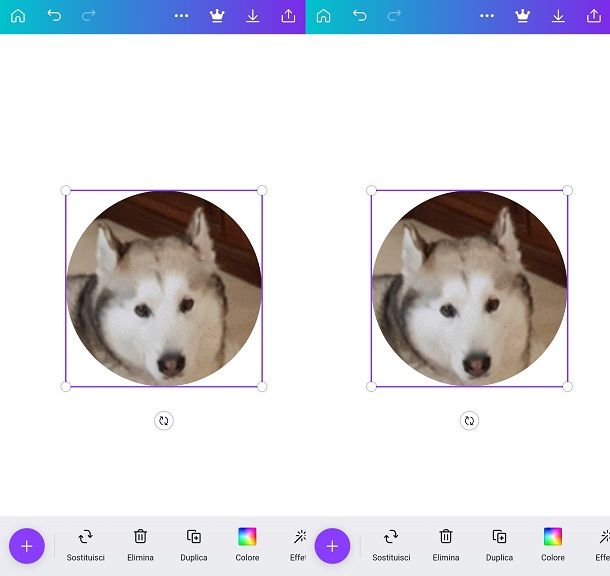 Usare l'app Canva per ritagliare foto a cerchio