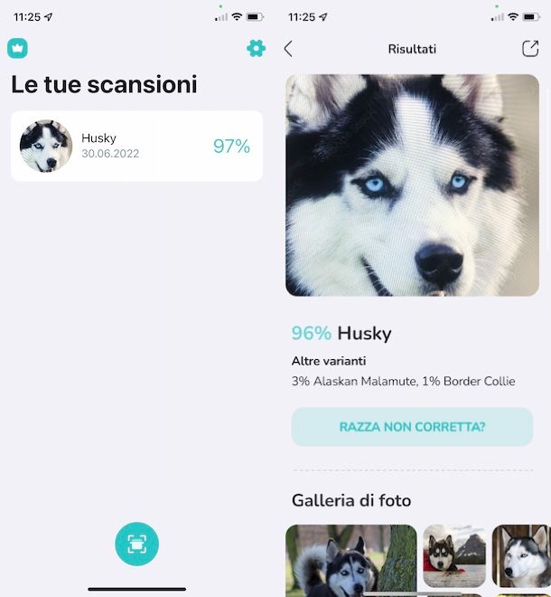 Identificatore di razza cane