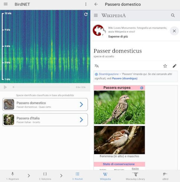 consultazione risultato analisi audio app BirdNet