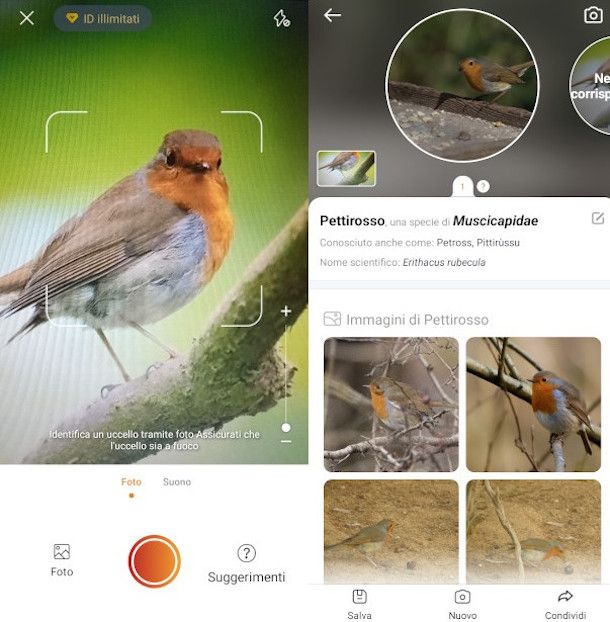 schermate identificazione visiva app Picture Bird