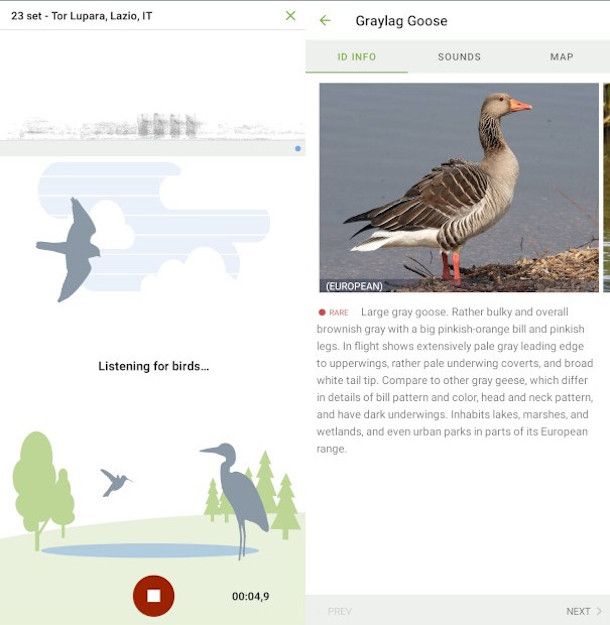 funzione di riconoscimento audio ed Explore Birds app Merlin Bird ID