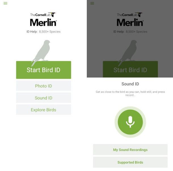 schermata principale app Merlin Bird ID