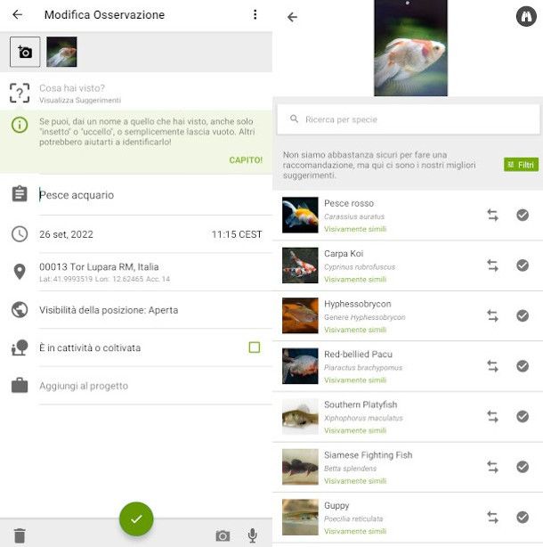 schermata risultato identificazione pesce app iNaturalist
