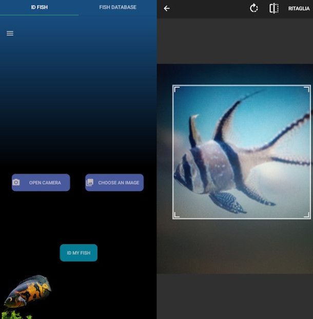 schermate identificazione pesci app FishYI