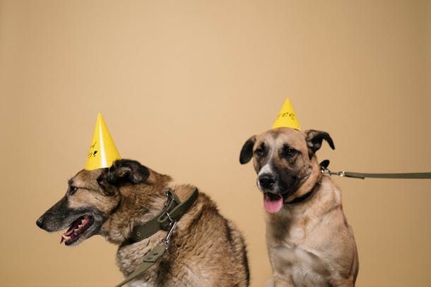 dog with hat