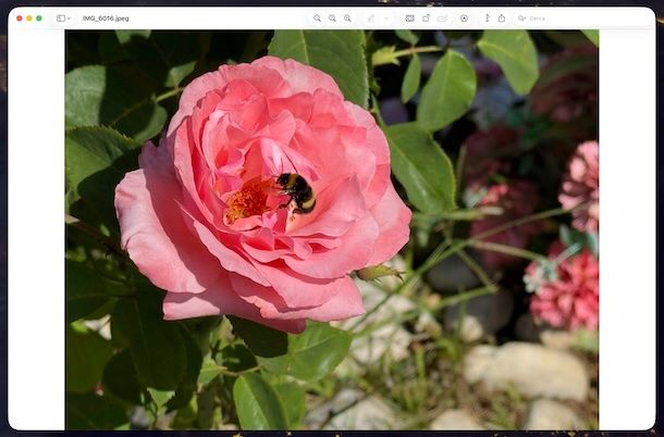 Anteprima macOS
