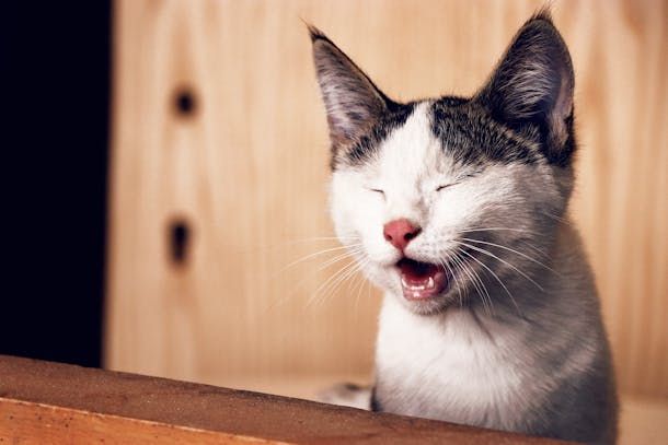 gatto