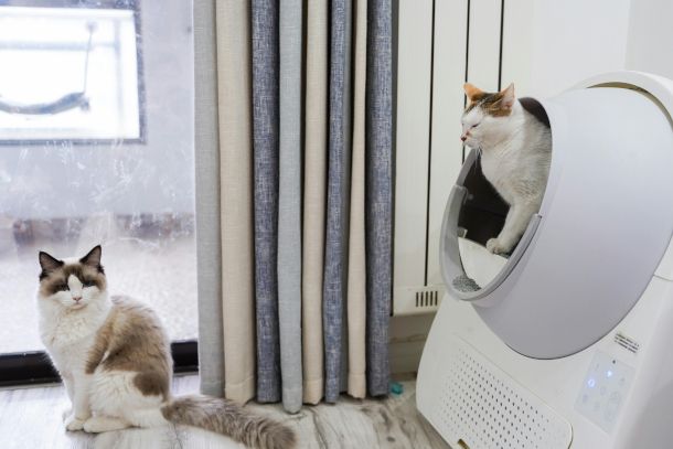 gatto dentro la lettiera automatica