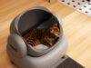 Migliori lettiere autopulenti: guida all’acquisto