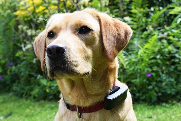 GPS tracker per animali