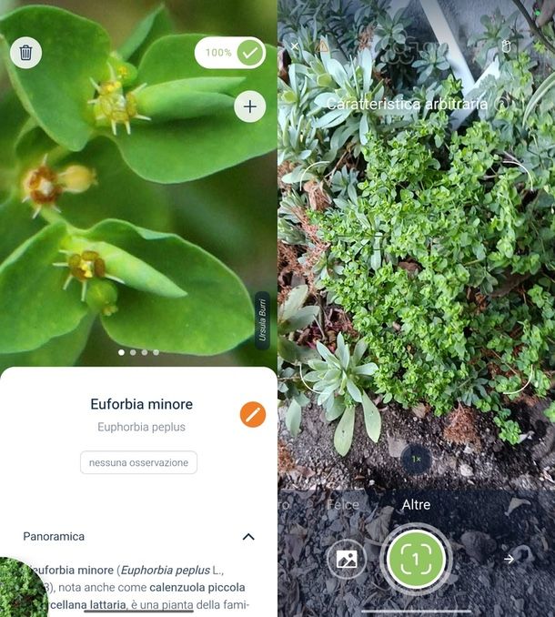 Flora incognita piante selvatiche