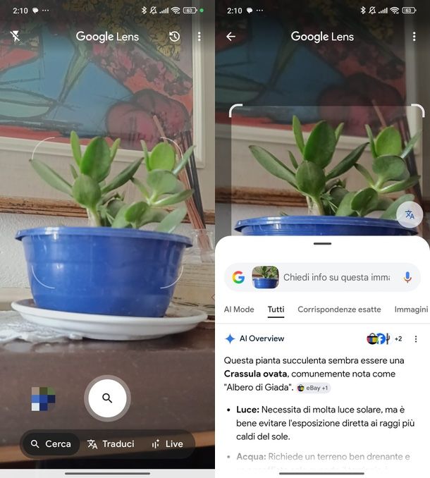 Google Lens riconoscimento piante