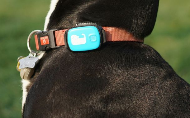 Costo del GPS e abbonamento per cani