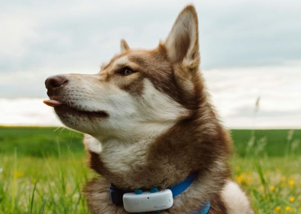 Monitoraggio salute e attività del cane