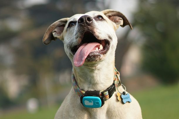 Autonomia della batteria del GPS per cani