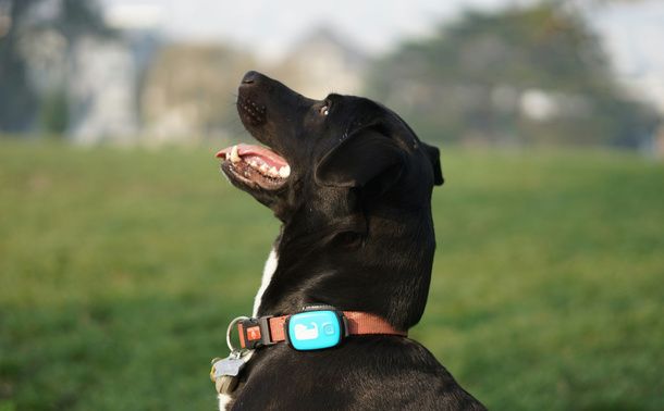 Tracker GPS con SIM per cani