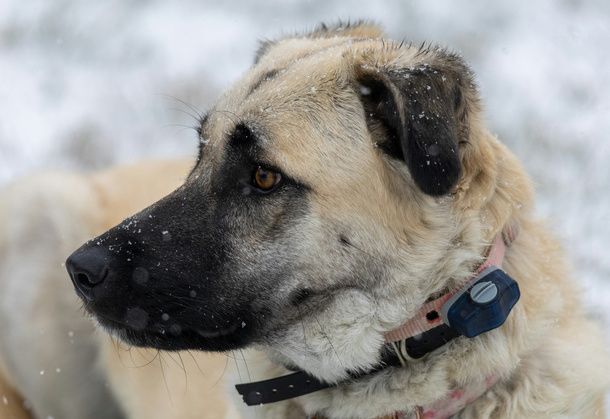 Cane con collare GPS in montagna