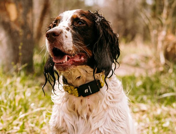 Cane bagnato con GPS impermeabile
